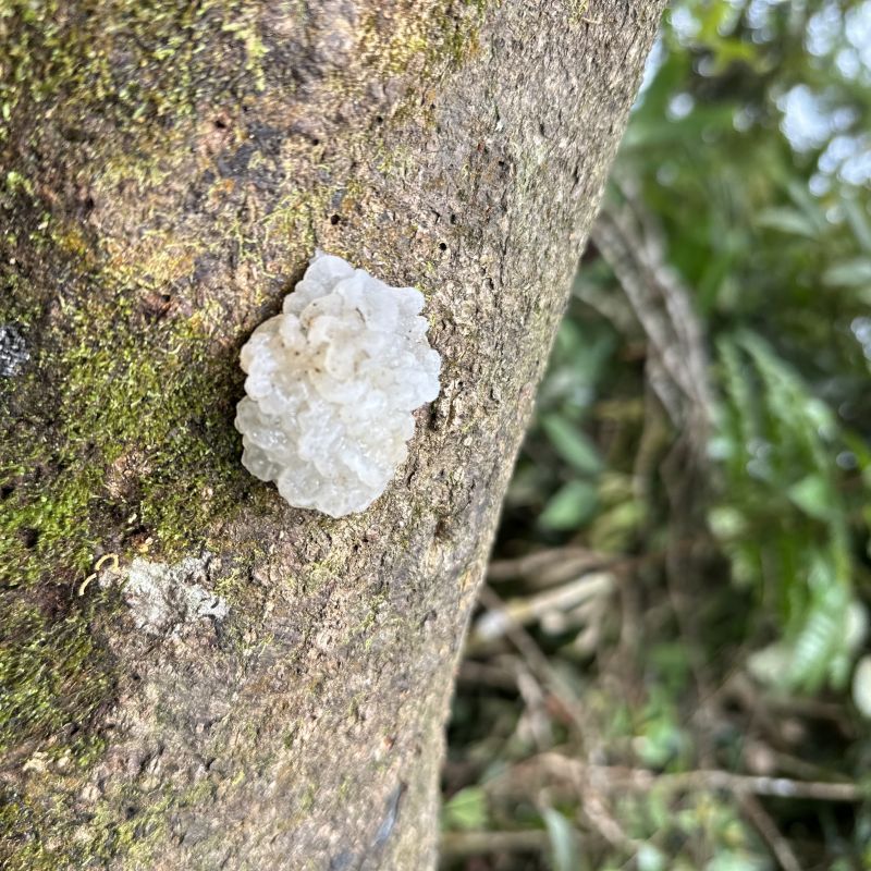 Coagulated secretion of a non-commercially usable rubber tree. Coagulated secretion of a non-commercially usable rubber tree.